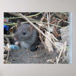 Poster Rat dans un trou d'impression