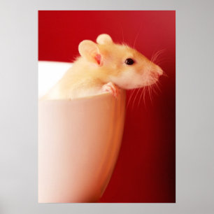 Poster Rat de bébé