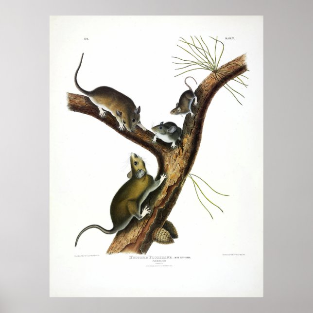 Poster Rat de Floride (Woodrat oriental) par Audubon (Devant)