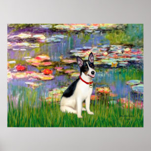 Poster Rat Terrier - Lys 2