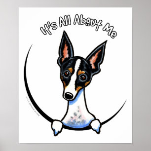 Poster Rat terrier tricolore IAAM