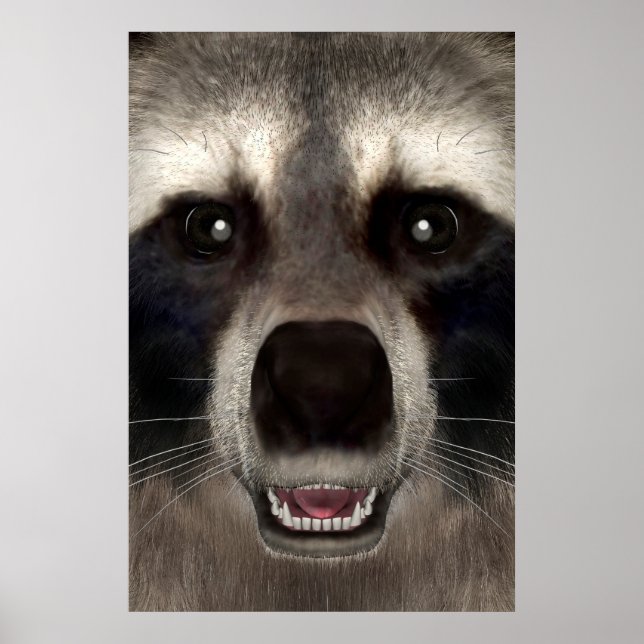 Poster Raton laveur (Devant)