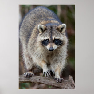 Poster Raton laveur, Procyon lotor, Floride, États-Unis 2