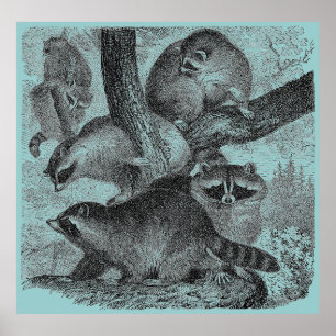 Poster Ratons laveurs