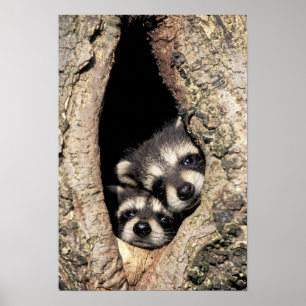 Poster Ratons laveurs dans la cavité de l'arbre Procyon
