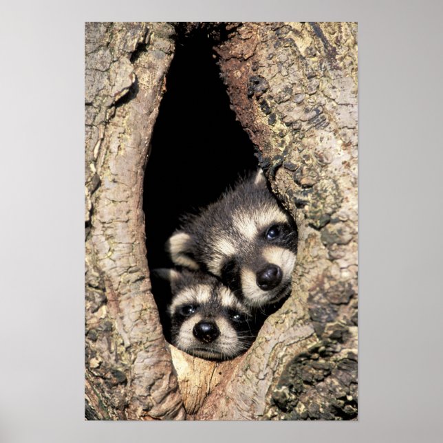 Poster Ratons laveurs dans la cavité de l'arbre Procyon (Devant)