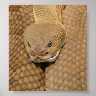 Poster Rattlesnake Head