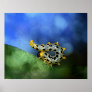 Poster Raupe der breitfüßigen Birkenblattwespe