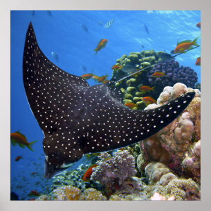 Poster Rayon tacheté