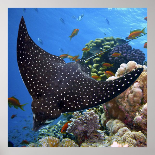 Poster Rayon tacheté (Devant)