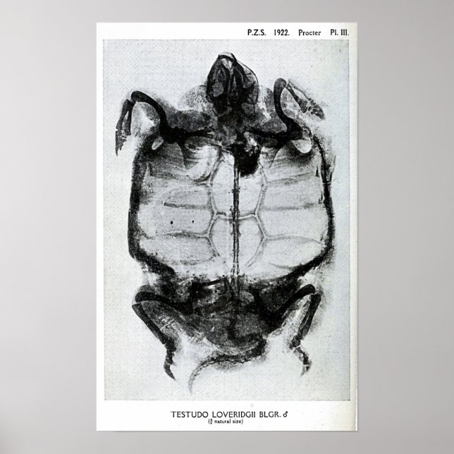 Poster Rayon vintage de tortue (Devant)