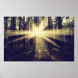 Poster Rayons de soleil de forêt