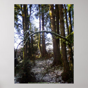 Poster Rayons de Sun de forêt dans la neige #32