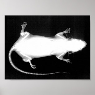 Poster rayons X rat