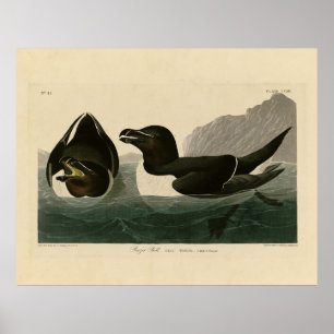Poster Razor Bill, John James Audubon's Birds of America