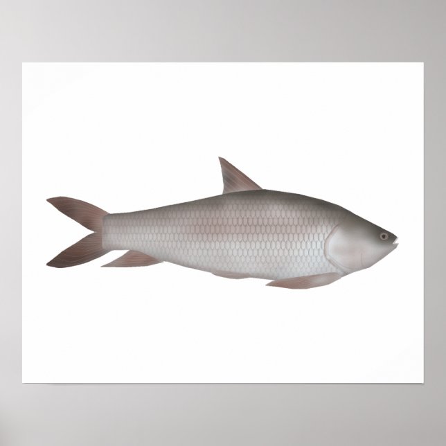 Poster Reba Carp (Devant)