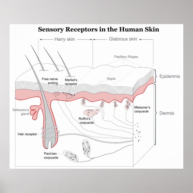 Poster Récepteurs sensoriels dans le diagramme de la peau (Devant)