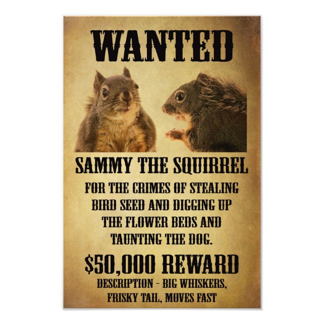 Poster Recherché avec écureuil (Devant)