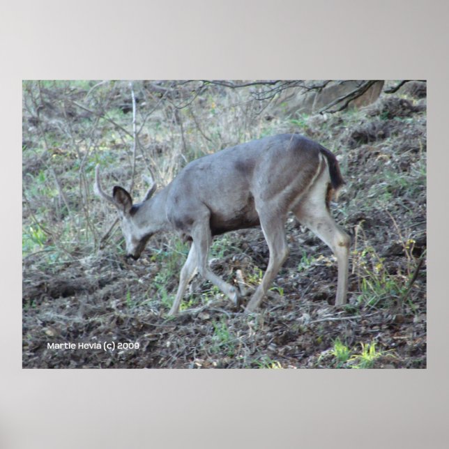Poster Recherche de cerfs (Devant)
