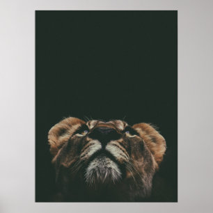 POSTER RECHERCHE DE LIONESS