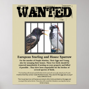 Poster Recherché Starling et House Sparrow