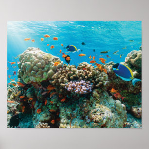 Poster Récif coralien coloré avec les poissons tropicaux