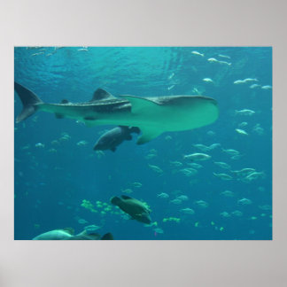 Poster récif de requins