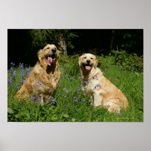 Poster Récipiendaires en or en herbe (Devant)