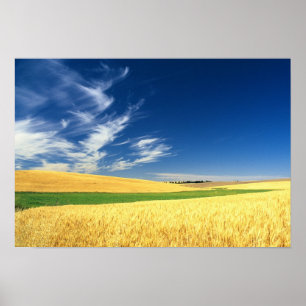 Poster Récolte de blé sur le Palouse dans l'est