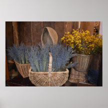Récolte de Lavande Rustique