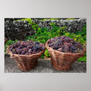 Poster Récolte de raisins