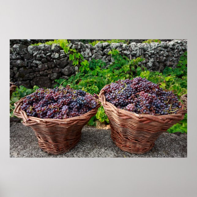 Poster Récolte de raisins (Devant)