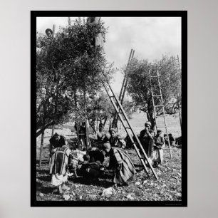 Poster Récolte olive Palestine 1886