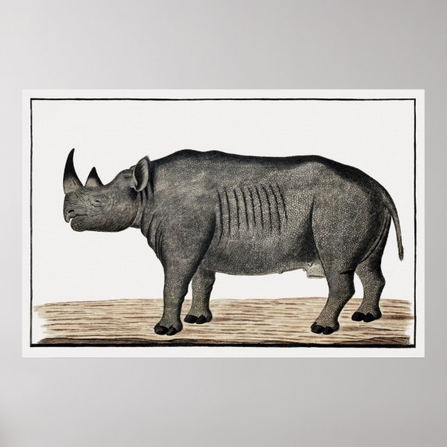 Poster Recto Diceros bicornis bicornis : rhinocéros noir (Devant)