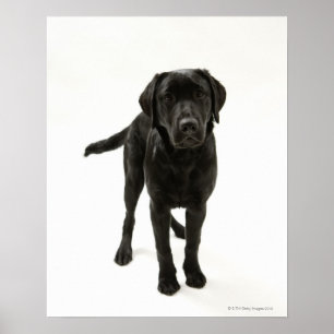 Poster Récupérateur de labrador noir