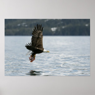 Poster Récupération du poisson d'aigle à tête blanche