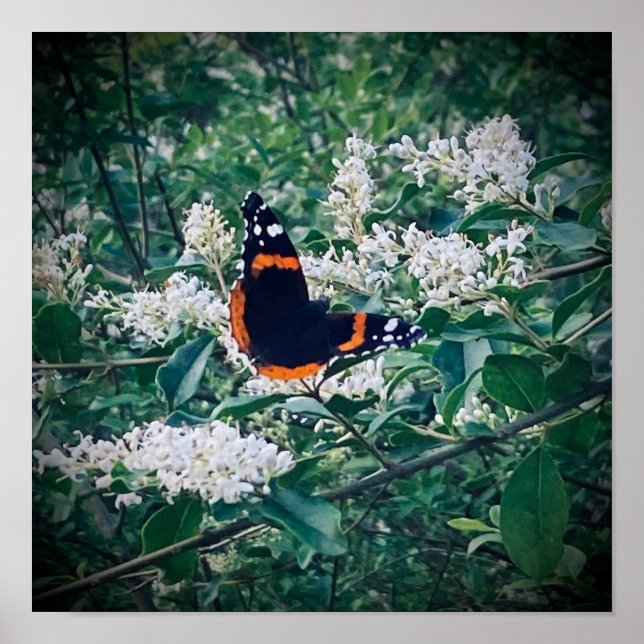 Poster Red Admiral Butterfly (Devant)