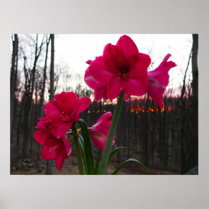 Poster Red Amaryllis et le lever du soleil d'hiver