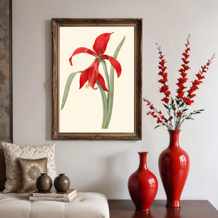 Poster Red Amaryllis, illustration botanique Vintage
