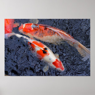 Poster Red and white koi carp