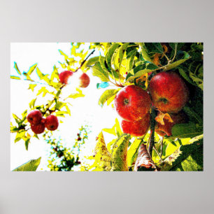 Poster "Red Apples Tree On Sunny Day" Photo Mignonne. Com