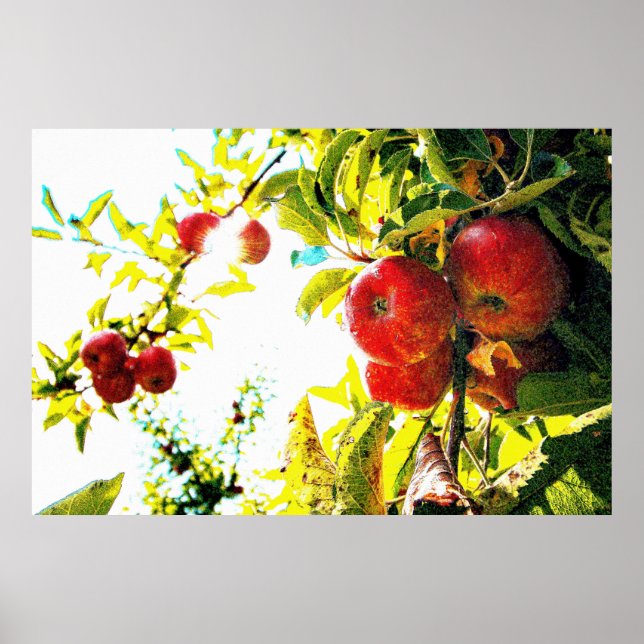 Poster "Red Apples Tree On Sunny Day" Photo Mignonne. Com (Devant)