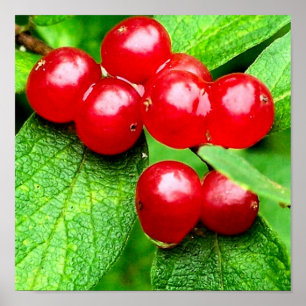 Poster Red Berries With Raindrops
