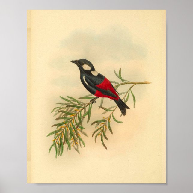 Poster Red Black Flycatcher Bird Imprimer Vintage (Devant)