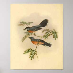 Poster Red Breased Fantail Flycatcher Bird Imprimer Vinta