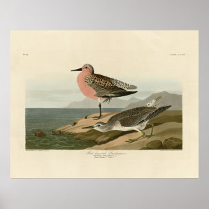 Poster Red-breasted Sandpiper, Audubon's Birds of America