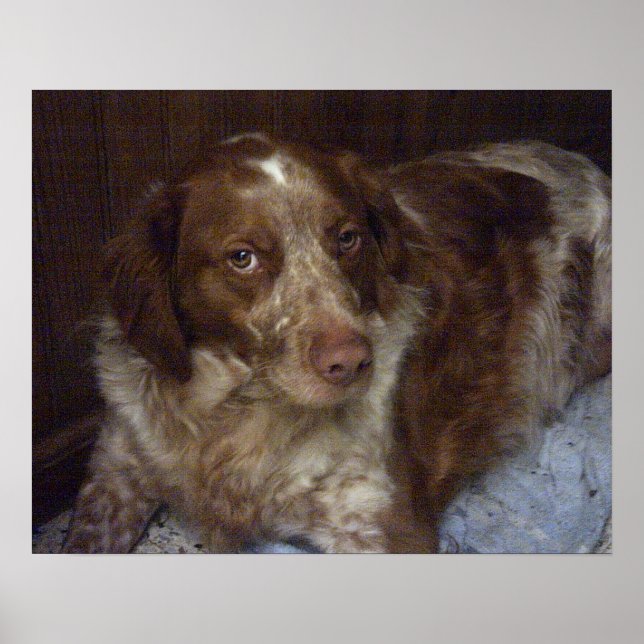Poster Red Brittany Spaniel chien épagneul breton roux (Devant)