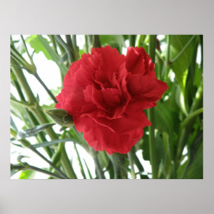 Poster Red Carnation Print