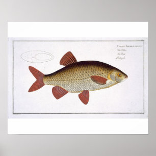 Poster Red Carp (Cyprinus Erithrophthalmus) plate I from