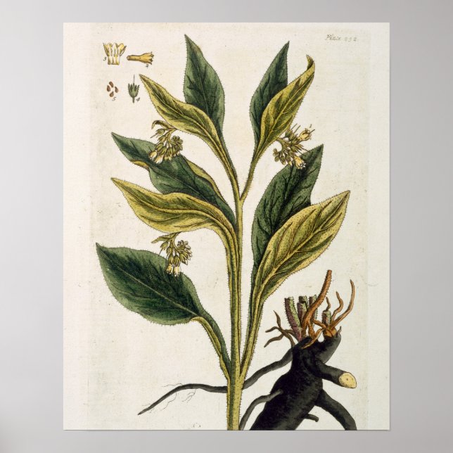 Poster Red Chili (gravure couleur) (Devant)